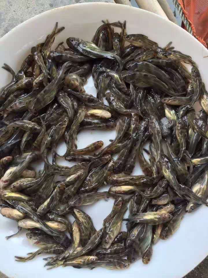 福州黃丫頭苗養殖基地 黃臘丁 黃顙魚養殖成本及利潤