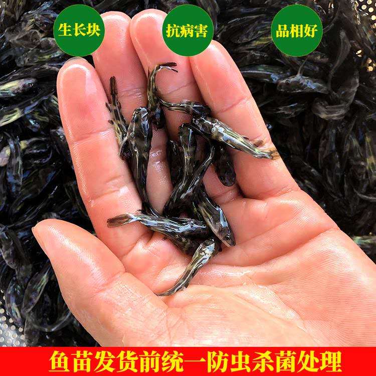 汕头黄颡鱼回收