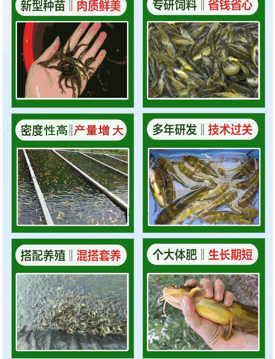 三明黄骨鱼养殖 黄腊丁 黄颡鱼苗的养殖方法