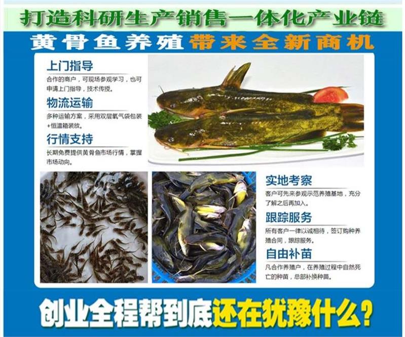 揚州黃骨魚苗養殖方法
