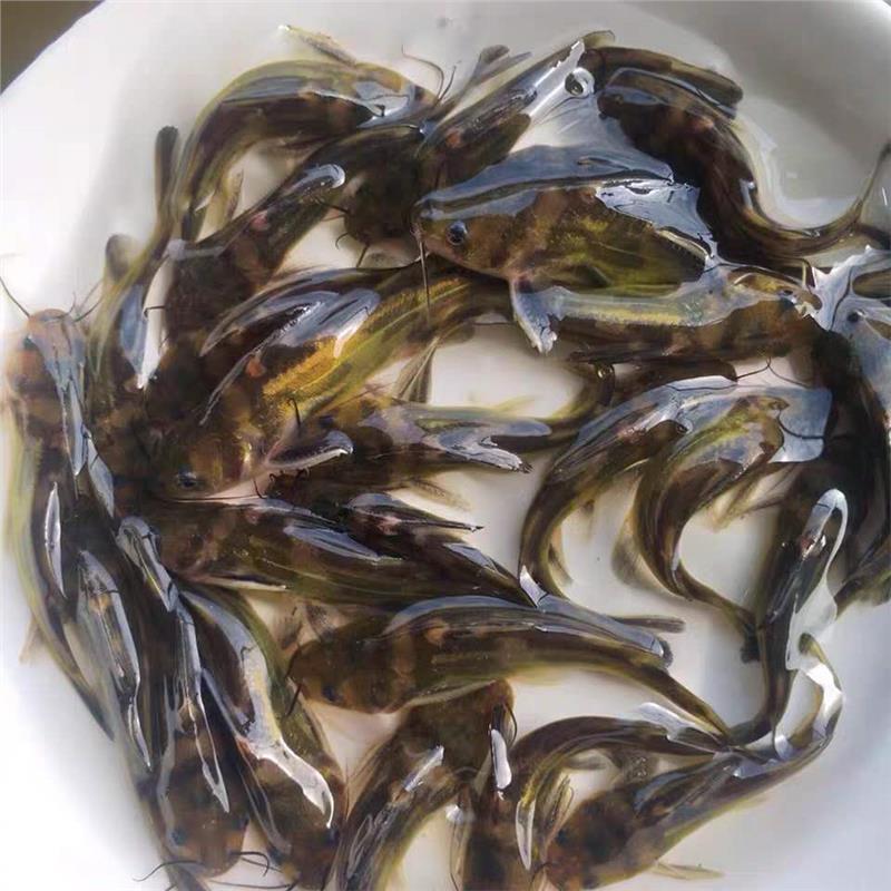 南京黄颡鱼苗养殖