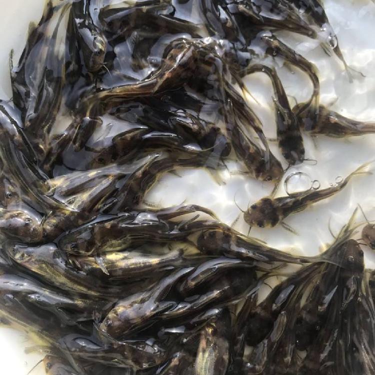 莆田黄颡鱼养殖技术