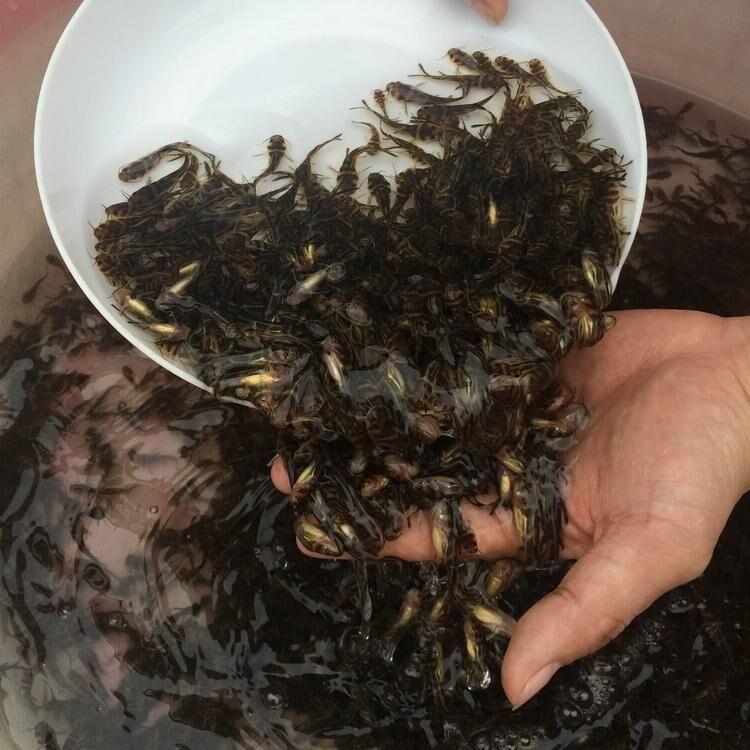 廣東黃顙魚養殖技術
