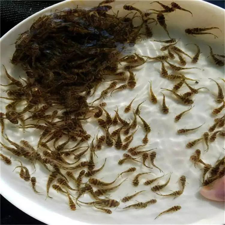 南京黄颡鱼养殖