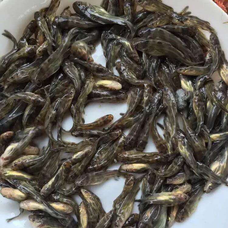 广州黄颡鱼回收