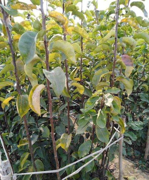 庫爾勒香梨樹樹苗 柱狀梨樹苗 種植適應性強