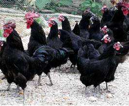 土鸡苗批发五黑鸡青脚麻质量保证送货到家