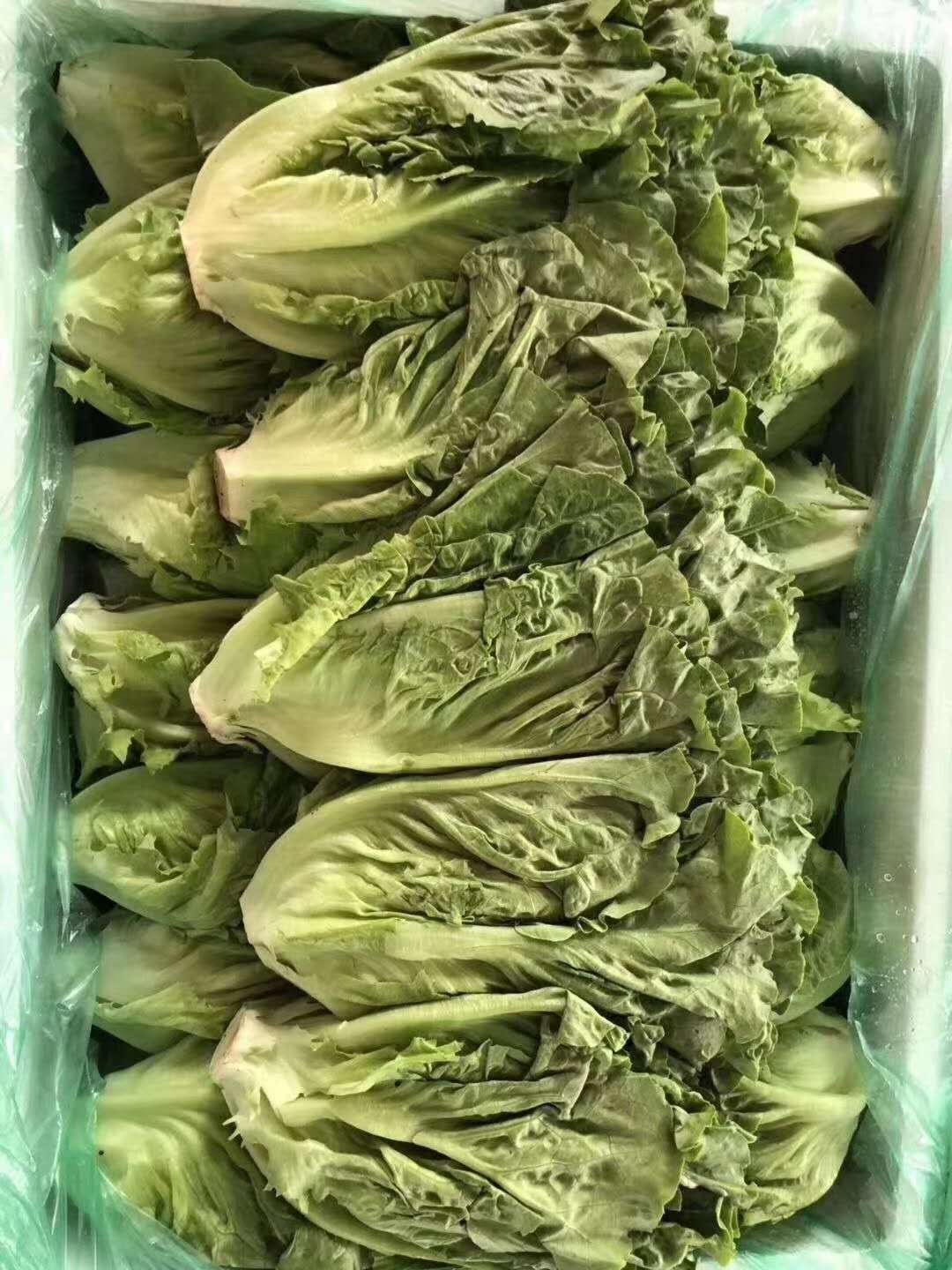 广州酒店蔬菜配送 一站式服务