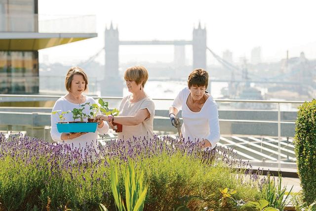 伦敦经验带来的启示 都市农业：圈地种植成趋势