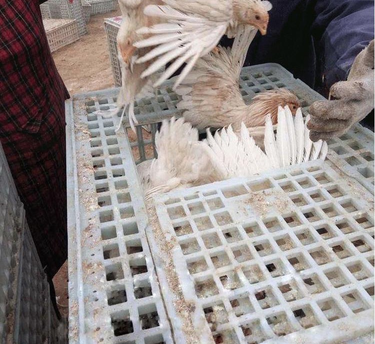 抗老化塑料青年鸡运输筐大鸡框长方形成鸡周转笼