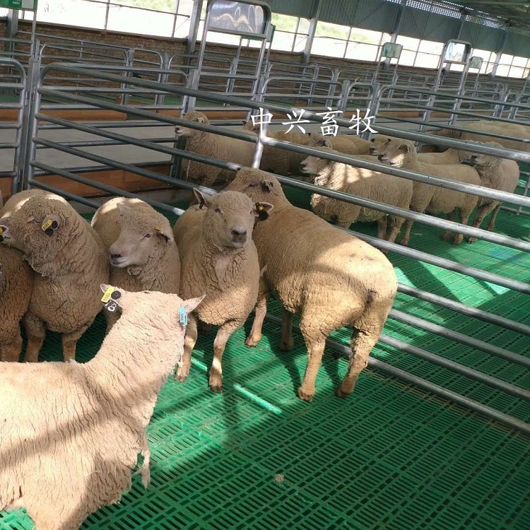 羊漏粪板离地面高度保温育肥羊床羔羊不伤羊蹄塑料羊地板