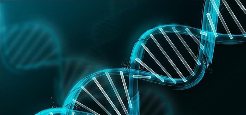DNA鉴定检测报告是怎么看的