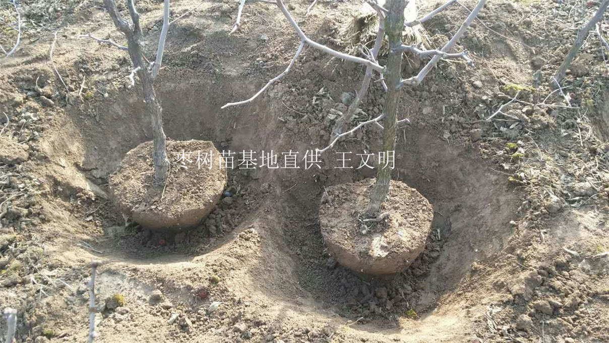 小枣冬树苗基地占地种植 现刨现发 成活率高 一年接果
