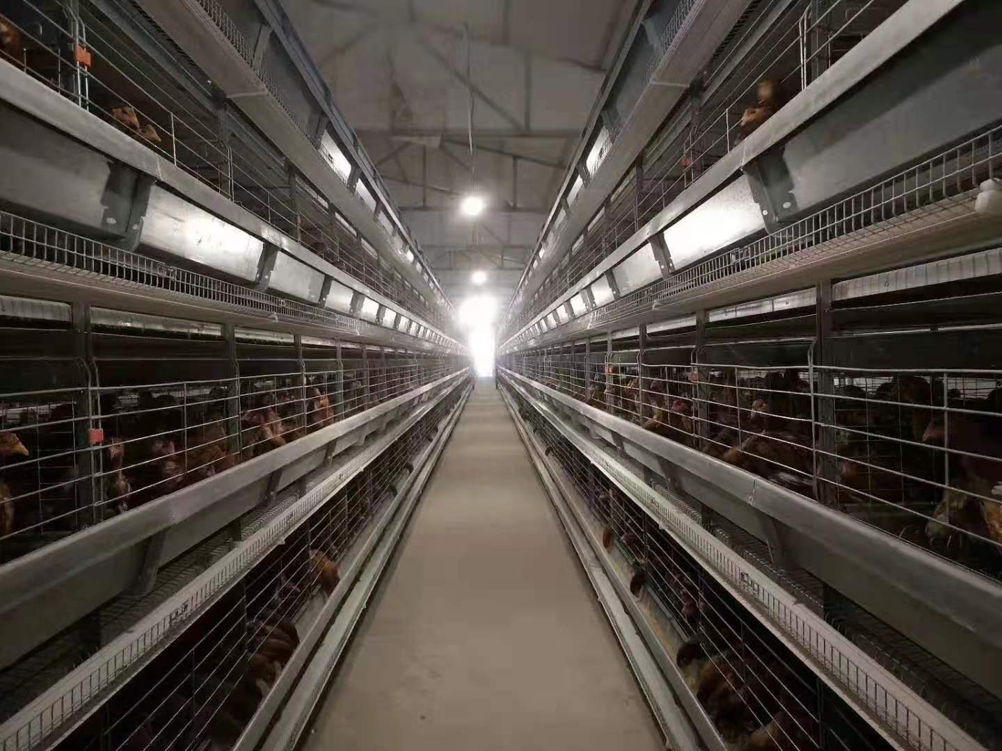 厂家直销层叠式蛋鸡笼/肉鸡笼/育雏笼全自动化设备