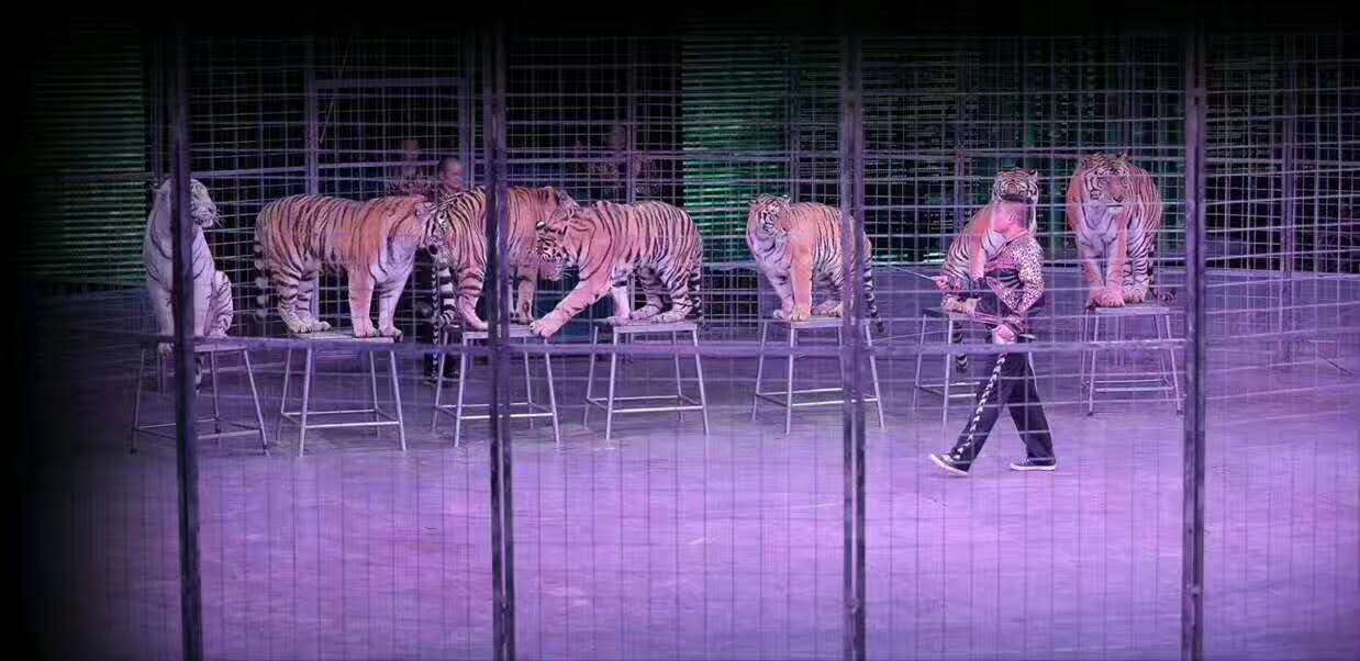 马戏团表演 大型杂技演出 狮子老虎表演全国租赁