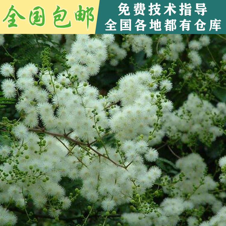 江西南昌厂家直销合欢种子护坡绿化林木种子多年生长灌木金合欢银合欢种子