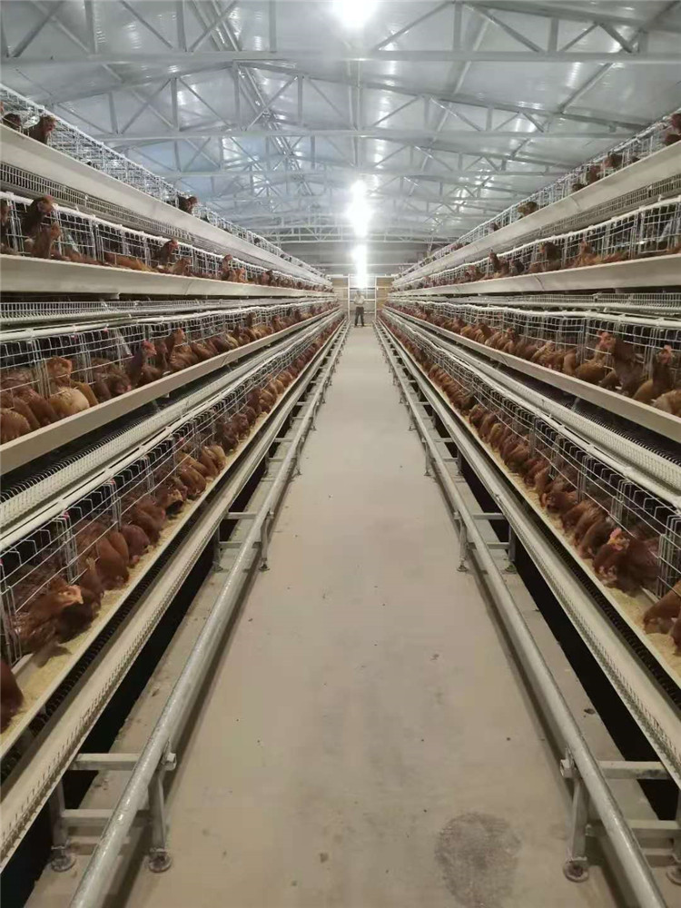 佛山多层蛋鸡笼厂家 自动化鸡笼 厂家批发