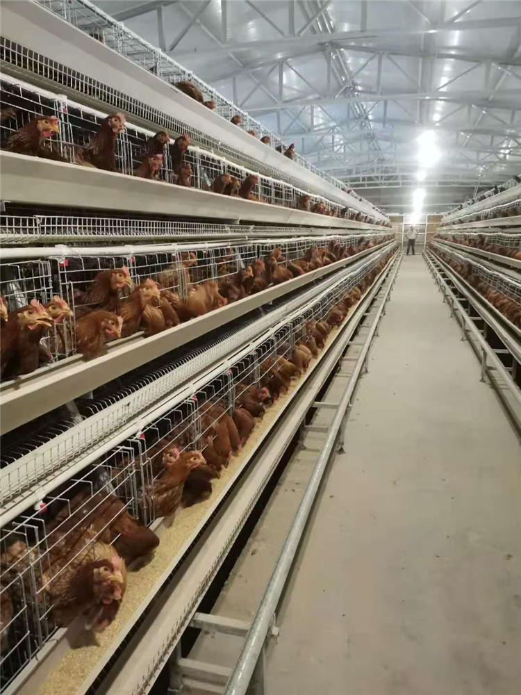 上海四层蛋鸡笼批发 自动化鸡笼