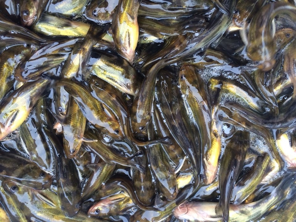 鷹潭2020黃骨魚養殖項目 總部供應種苗 享受補貼