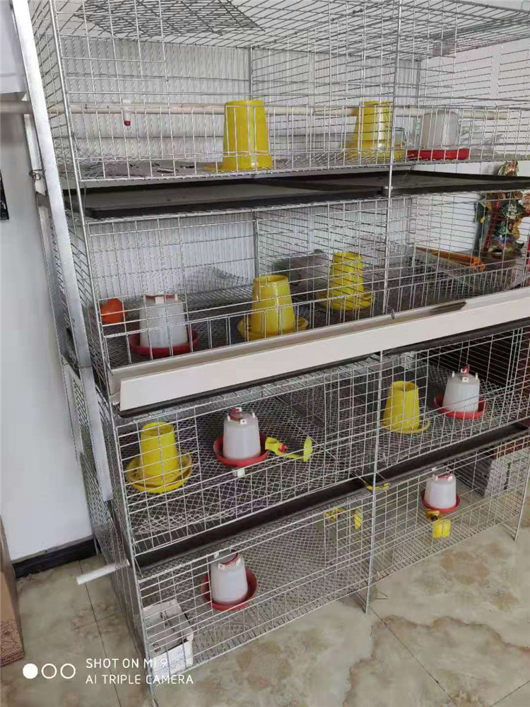 长沙四层育雏笼厂家 环保养鸡设备 小鸡笼