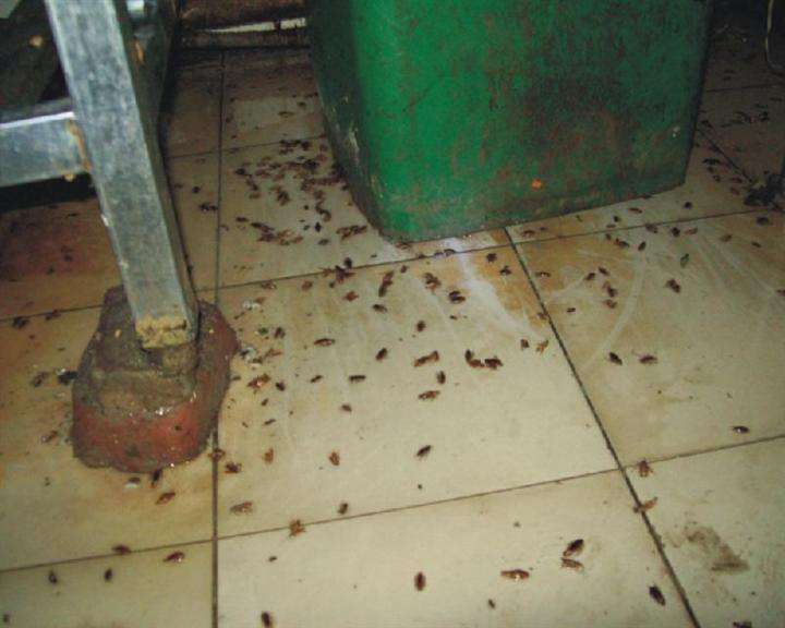 西安碑林区家庭灭蟑螂