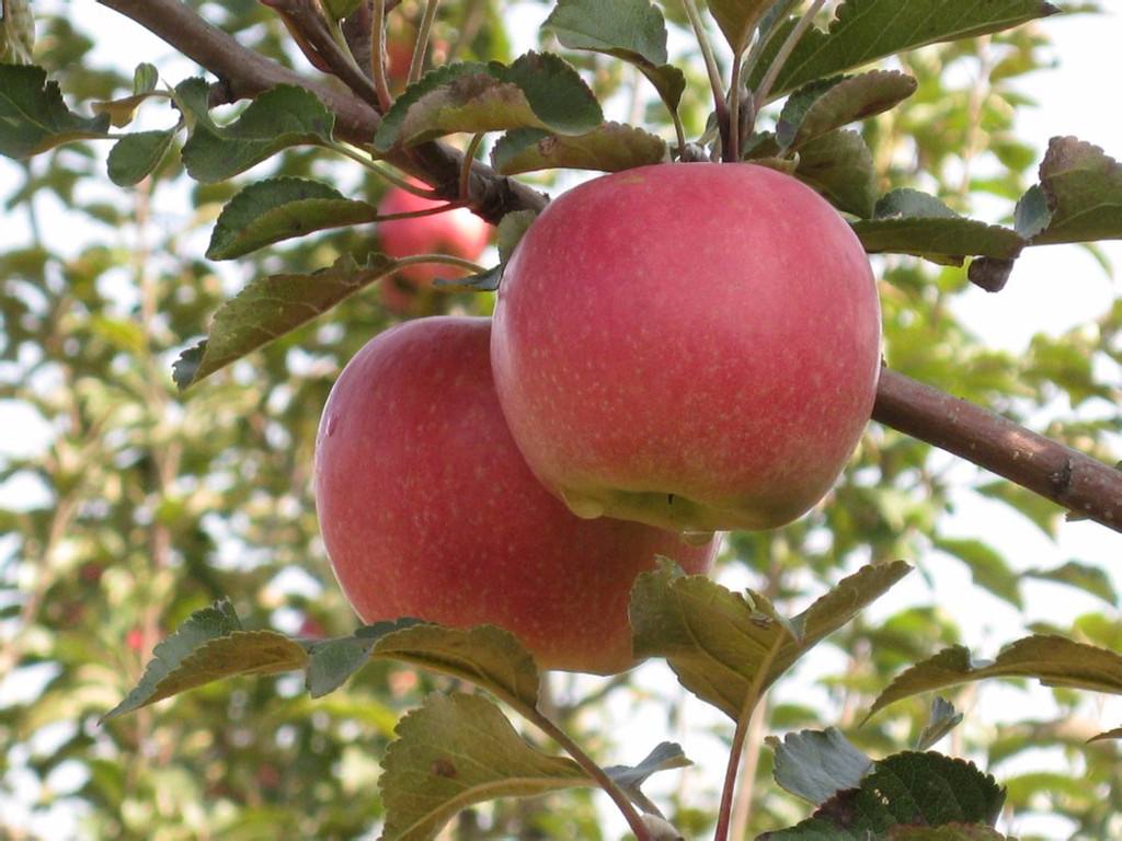 2年苗烟富0苹果苗种植基地 矮化苹果苗 直销基地