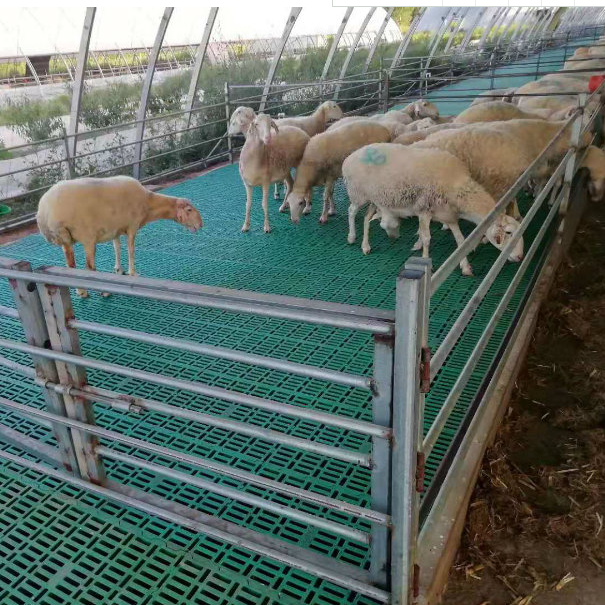 羊用塑料垫板不卡羊蹄塑料羊漏粪板高架羊漏粪板