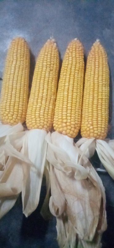 高产玉米品种具备的特征