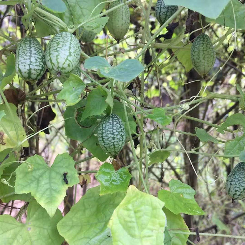 拇指西瓜种子 秀珍 迷你 结果多 花卉种子 墨西哥酸黄瓜 蔬菜种子