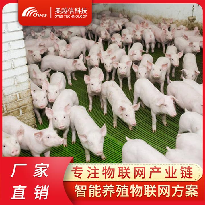 养猪软件 养猪的技术 智能化养猪