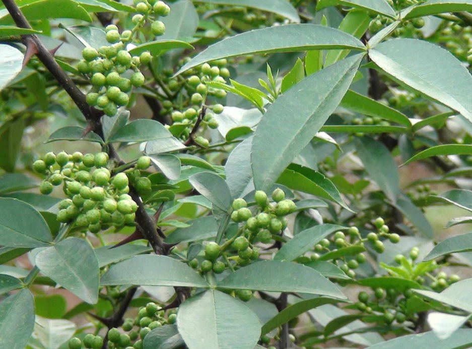 荆州花卉苗圃资产评估补偿