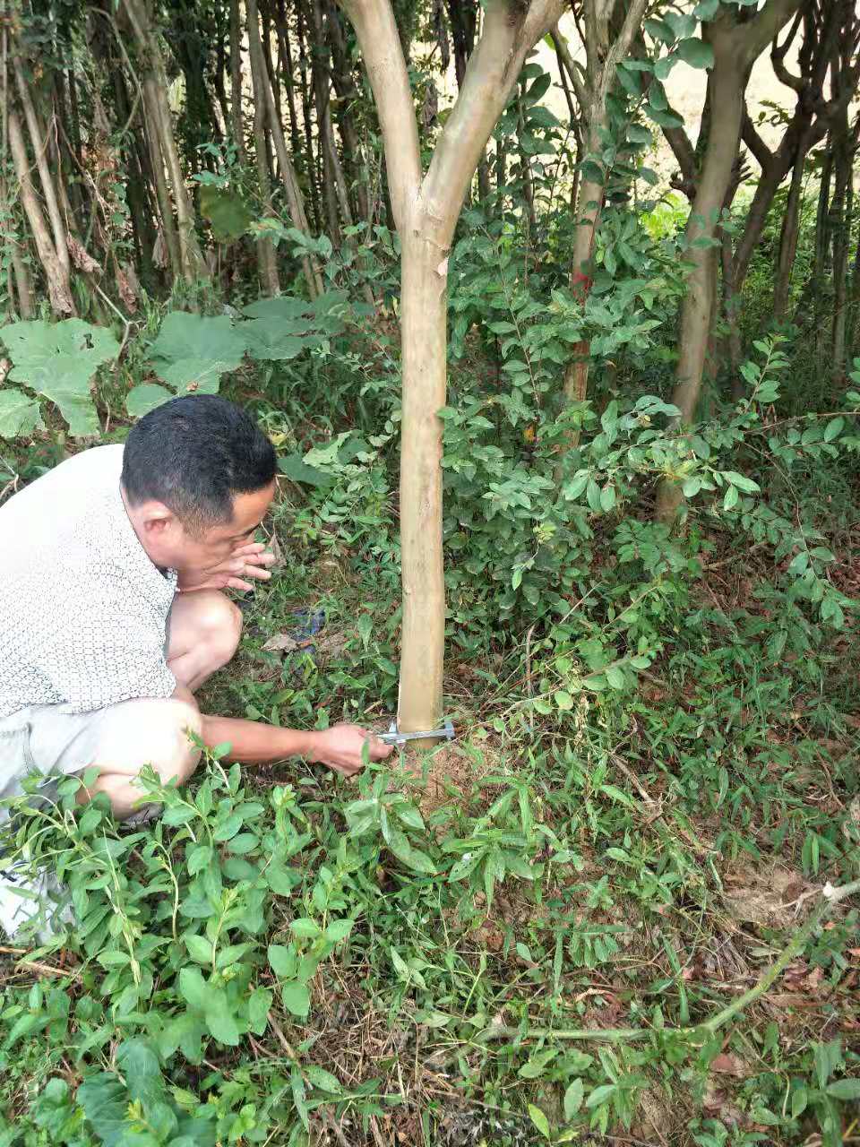 信阳森林林地资产评估评估条件