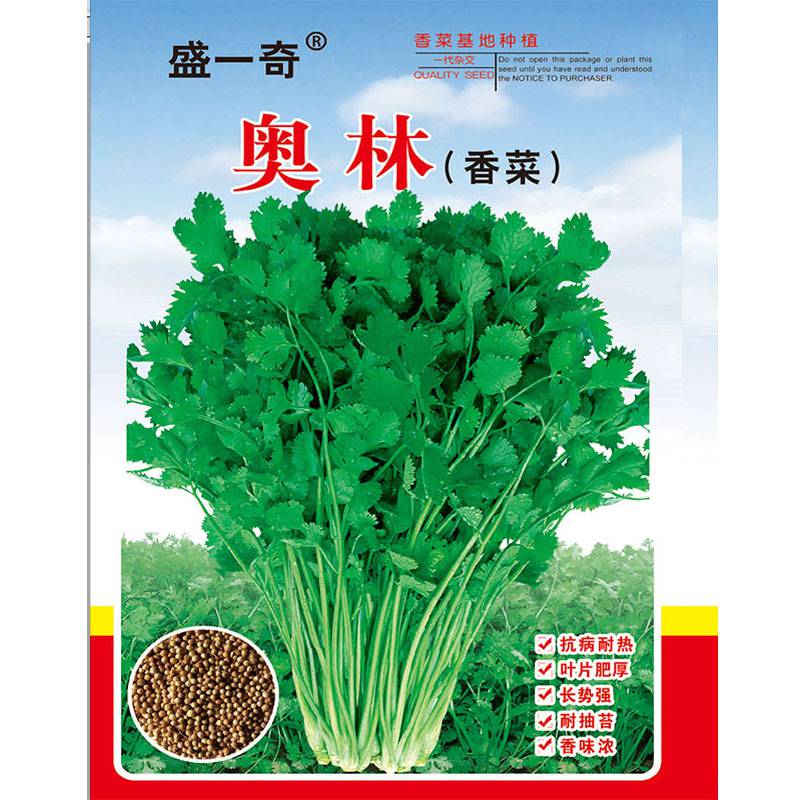 菜种子 奥林香菜种子 蔬菜种子 香味浓郁 四川种子公司销售 菜种子 种籽批发