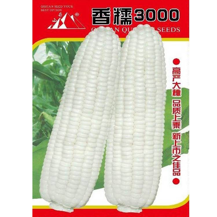 玉米种植技术 香糯3000 玉米种子 白色玉米种子 种子市场