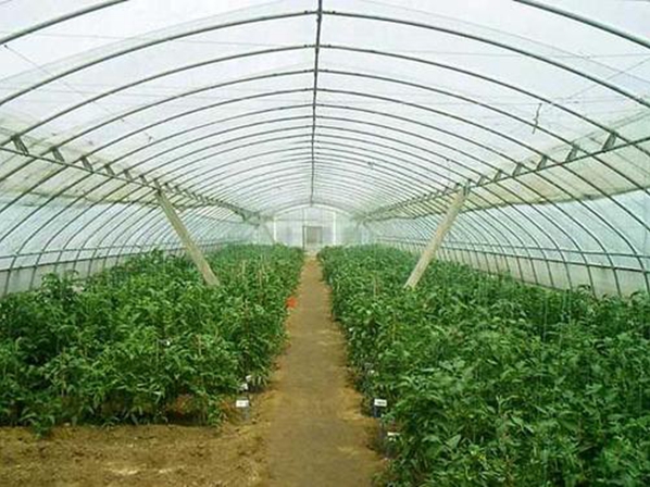 诺普农业科技专业生产温室大棚 保温大棚及各种大棚配件
