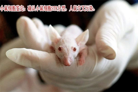 合肥小鼠细胞STR分型检测机构