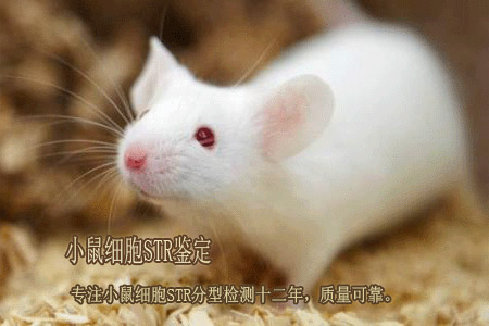 小鼠细胞STR分型检测-确认小鼠品系和人鼠交叉污染