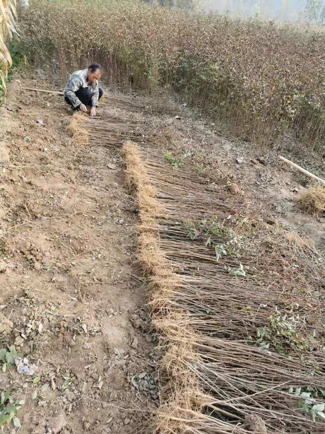 今年哪的花椒苗多 价格便宜