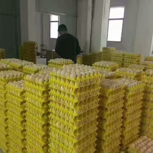 山东塑料30枚鸡蛋托生产厂家30枚蛋托托盘鸡蛋托批发