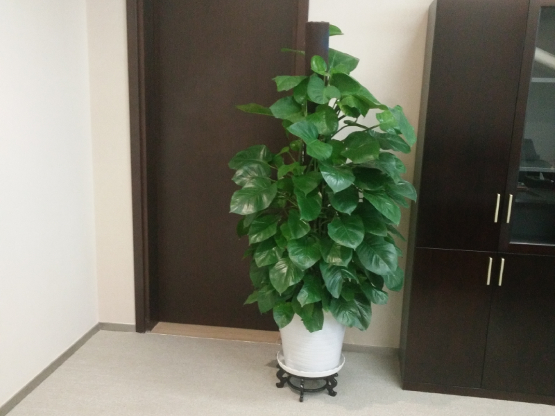 重庆植物租赁—绿萝柱出租