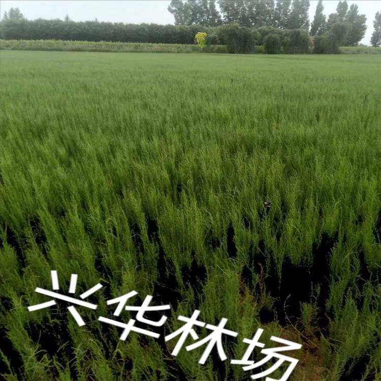 林芝梭梭苗种植方法 临泽县兴华林场