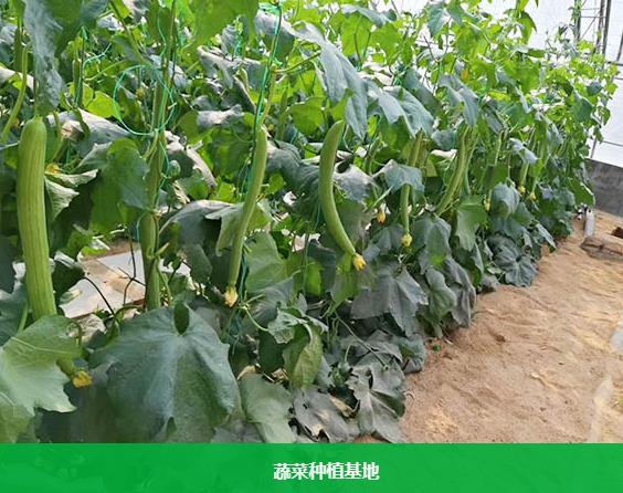 增城朱村食材批发蔬菜配送服务公司报价表