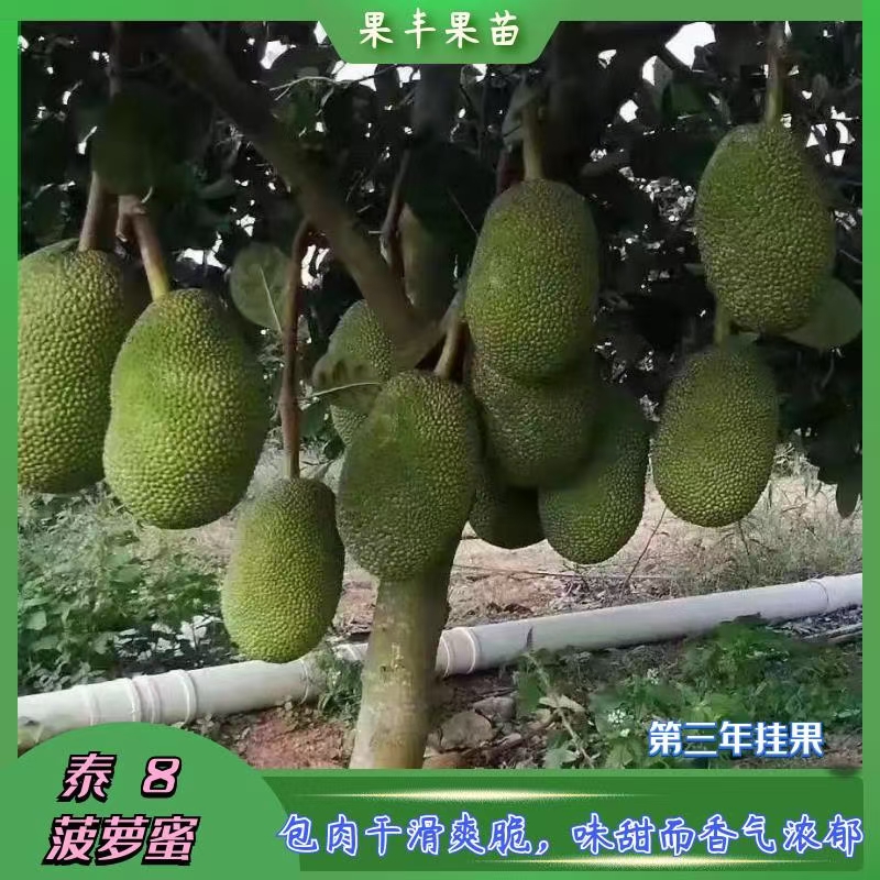 灵山四季菠萝蜜苗批发