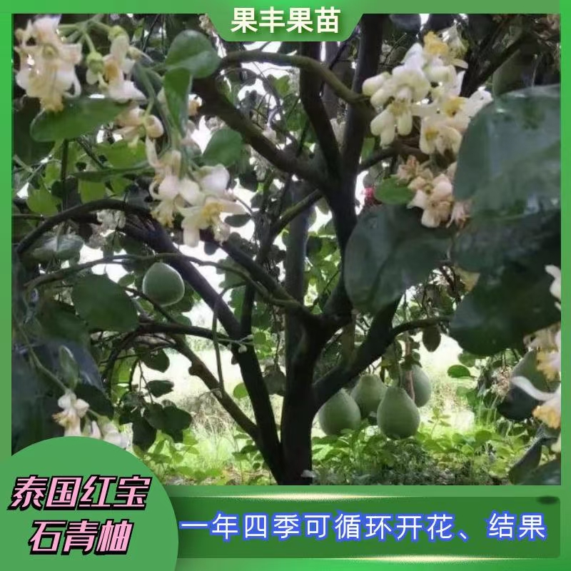 广西泰国红宝石青柚种植基地 灵山县武利镇果丰果苗场