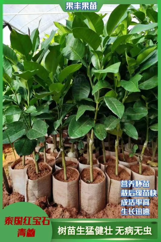 灵山泰国红宝石青柚种植基地