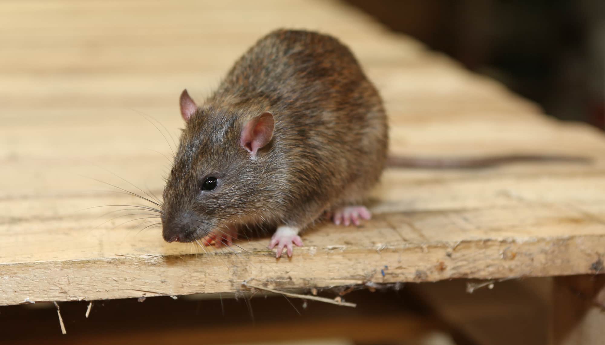 莱州市除老鼠防治老鼠公司