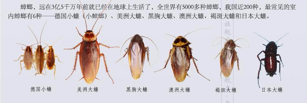 青州市餐厅灭蟑螂公司