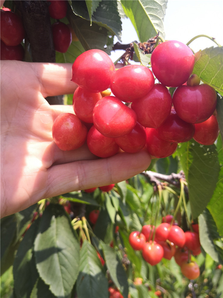 美早樱桃苗价格