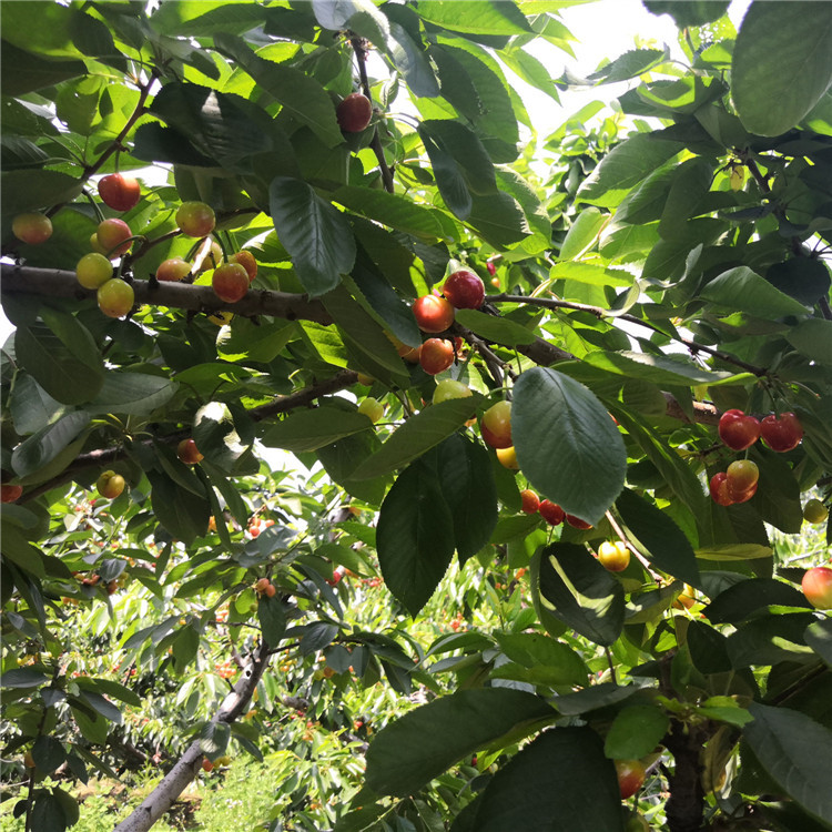 美早樱桃苗价格