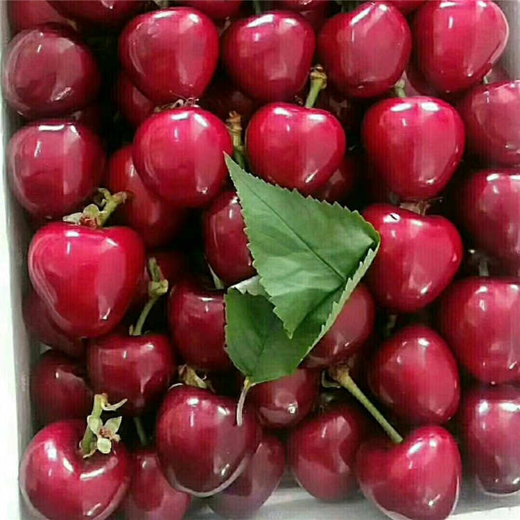美早樱桃苗价格